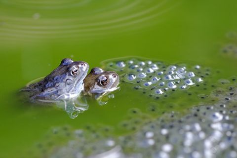 Grasfrosch (Rana temporaria) mit Spawn