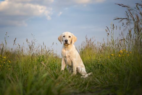 Portrait von Labrador Retriever auf dem Feld gegen Himmel, Polen