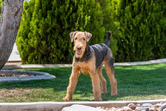 Airedale-Terrier