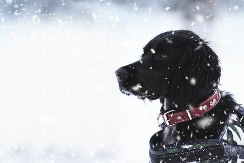 Rettungshund bei Schneewetter