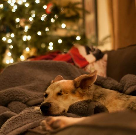 Hund entspannt sich zu Weihnachten auf dem Sofa