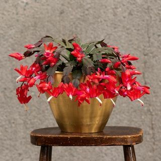 Schlumbergera 'Rot' 