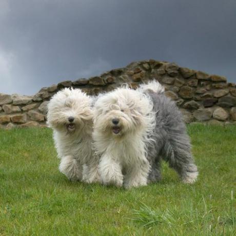 alter englischer schäferhund