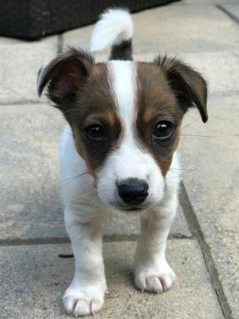 Buddy stehend - Jack Russell - Battersea Dogs & Cats Home