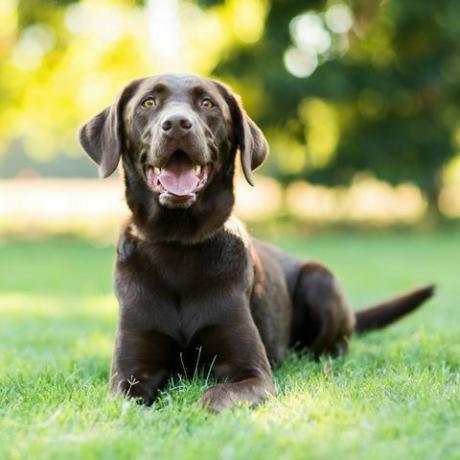 Labrador Retriever