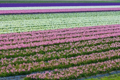 atemberaubende holländische Frühlingsblumenfelder