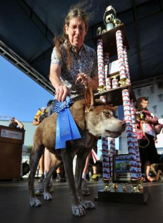 Quasi Modo, der hässlichste Hund der Welt, mit Trophäe und Band