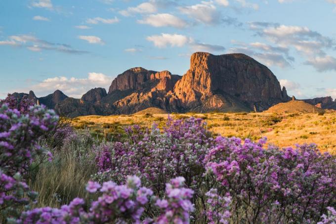 Nach Regenfällen erwacht die Wüste mit Farbe zum Leben, wenn Beifuß und Ocotillo mit den Chisos-Bergen im Hintergrund blühen
