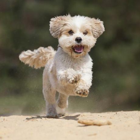 Ein Shih-Tzumalteser-Mischling ist sehr glücklich, wenn er im gelben Sand einen Meter über dem grinsenden Hund läuft