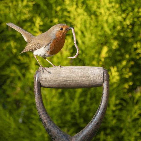 Vogel im Garten Großbritannien