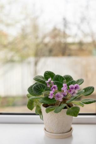 Blumentopf mit blühender violetter Saintpaulia auf dem Fensterbrett-Wohnkulturkonzept verschwommener Hintergrund