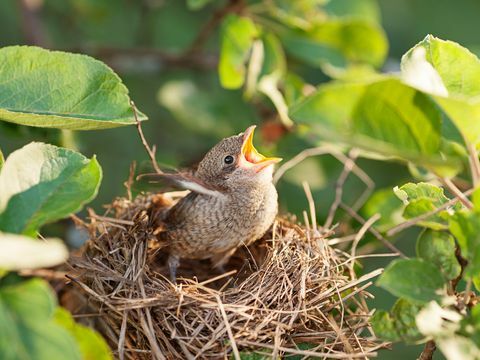 Vogelbaby im Nest