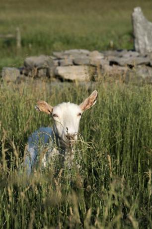 eine Ziege auf der Beekman 1802 Farm in Sharon Springs, New York