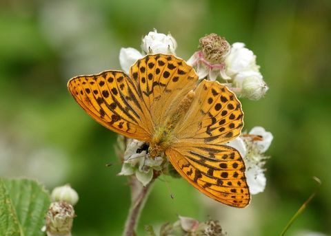 Silber gewaschene Perlmutterfalter Argynnis Paphia