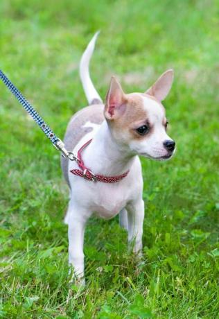 glatt beschichtetes Weiß mit rotem Chihuahua-Welpen