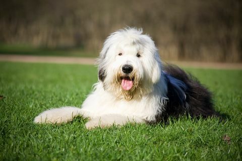 Bobtail-Hund, der bequem auf dem Gras liegt