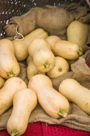 Ein Korb hält frischen Butternusskürbis auf einem Cape Cod Bauernmarkt