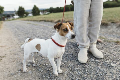 Hund zu Fuß