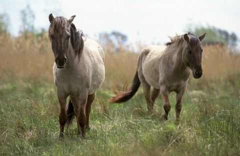 Ponys von Wicken Fen Konik © National Trust Images Paul Harris