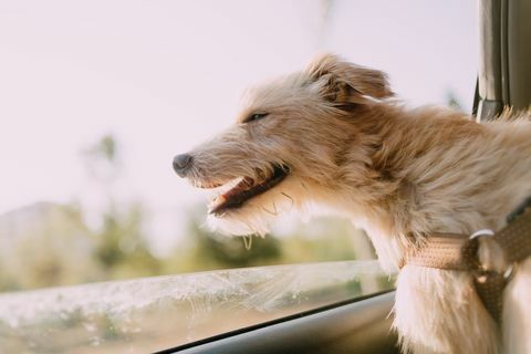 Ein portugiesischer Podenco-Hund, der die Luft in einem Auto spürt