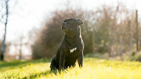 Staffordshire-Bullterrier