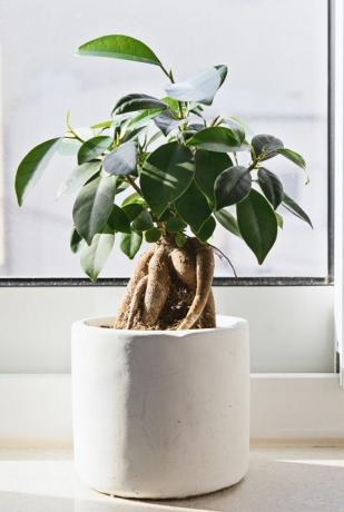 Eingemachte Ficus-Bonsais