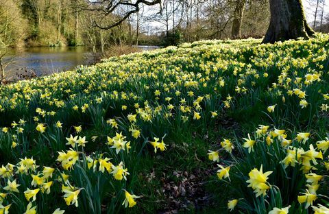 Wilde Narzissen von Turner's Paddock See Stourhead, Wiltshire © National Trust Images Tamsin Holmes