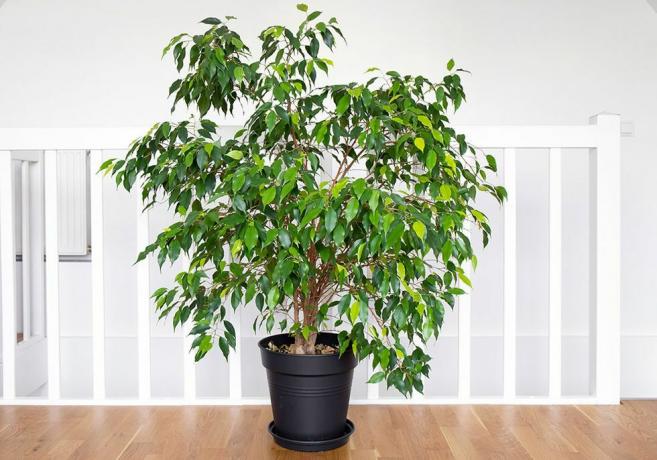 Ficusbaumpflege mit einem Baum im Inneren eines Hauses