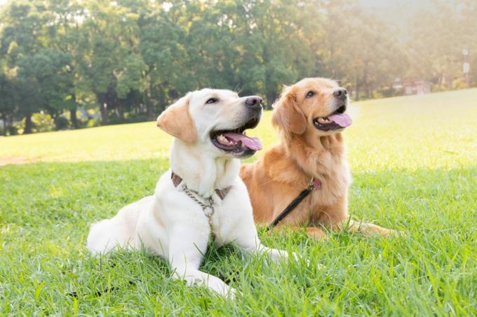 Zwei Hunde, Labrador Retriever und Golden Retriever, sitzen nebeneinander auf einer Wiese