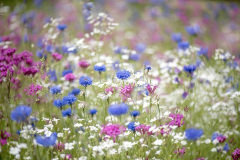 eine bunte und leuchtende sommerblumenwiese in sanftem sonnenschein