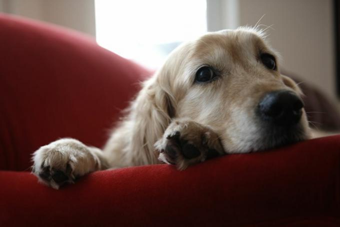 Goldens vs. Labs