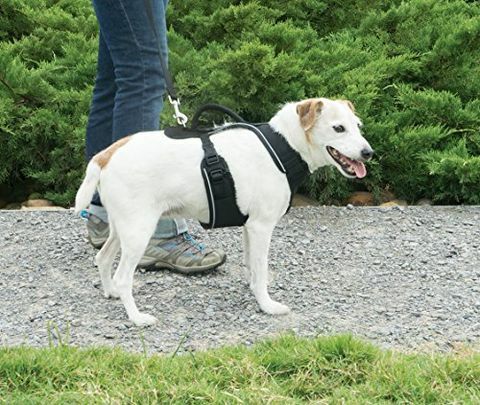 PetSafe EasySport Hundegeschirr, Klein, Rot, Verstellbar, Gepolstert für kleine, mittlere und große Hunde