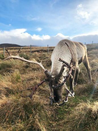 Rentier Schottland