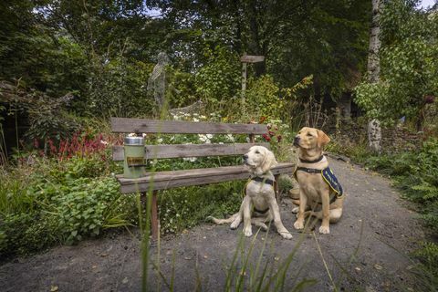 blindenhundewelpen im training, chelsea und flash, abgebildet im artisan garden an der rhs chelsea, der dieses jahr zur feier des 90 Jahre der Partnerschaften mit Blindenhunden in Großbritannien Flash ist eine acht Monate alte Labrador-Hündin, die nach dem 90-jährigen Jubiläum von Blindenhunden benannt wurde, und Chelsea ist 18 Wochen alt und benannt zur feier des ereignisbilddatums montag, 20. september 2021foto von christopher ison ©07544044177chrisristopherisoncomwwwchristopherisoncom