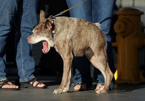 Quasi Modo, hässlichster Hund der Welt, Seitenansicht