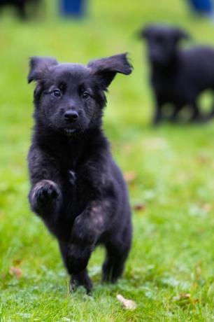 Blindenhunde Rekordwurf von 16 Welpen