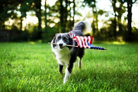 glücklicher hund, der draußen spielt und die amerikanische flagge trägt