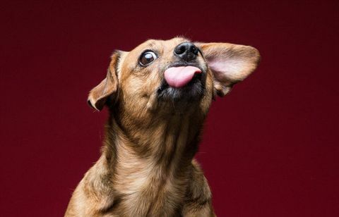 Doxie Staff Mix Dog