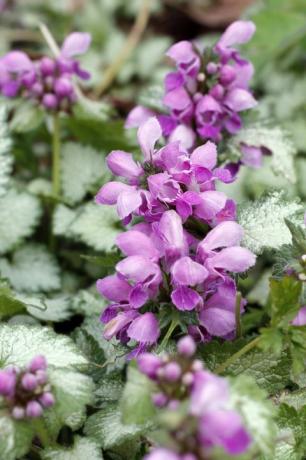 Lamium in einem Garten