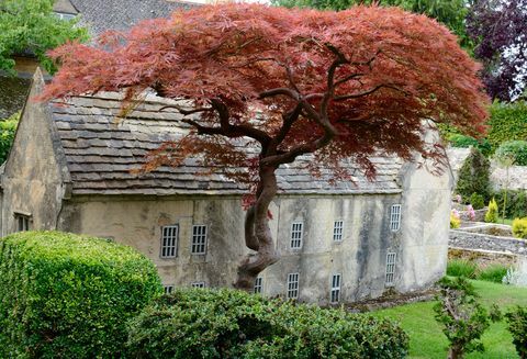 Bourton Model Village - Baum - Cotswolds