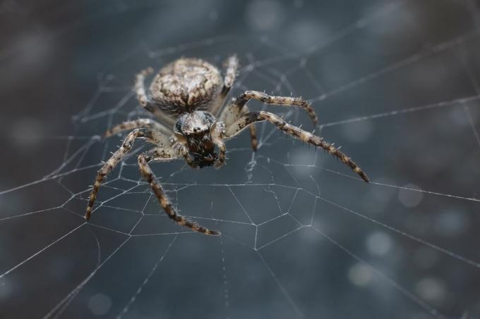 Britische Spinnen – Labyrinthspinne