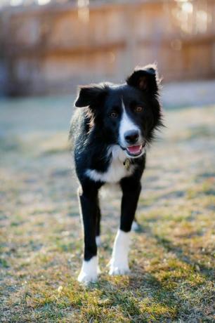 Border Collie