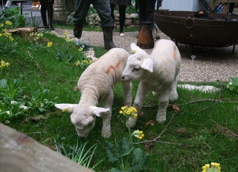 Lämmer Frühling fair