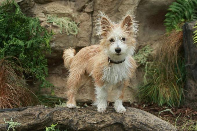 pPodengos sind lebhaft und verspielt und in drei Größen erhältlich: pequeno, médio und grande. Die Hunde stammen aus dem 5. Jahrhundert und arbeiten gerne in einem Rudel zusammen. P