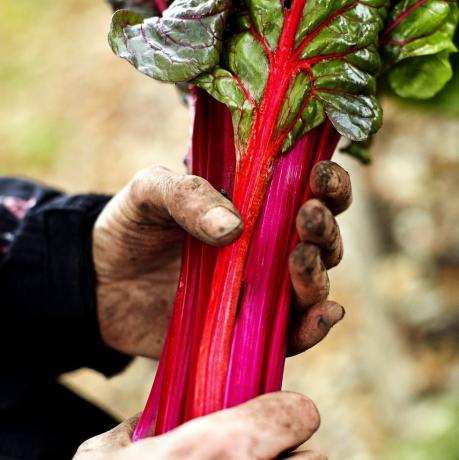 Rhabarber im Garten