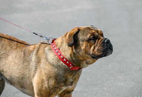 Molossianische Art Zucht Ca de Bou (Perro de Presa Mallorquin) der Hundestromfarbe, die auf grauem Straßenhintergrund steht