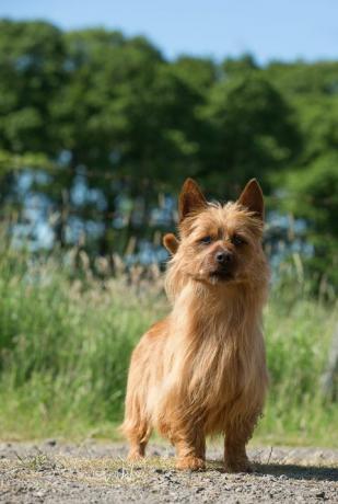 australischer terrier