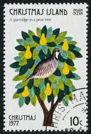 Rebhuhn in einem Birnbaumstempel