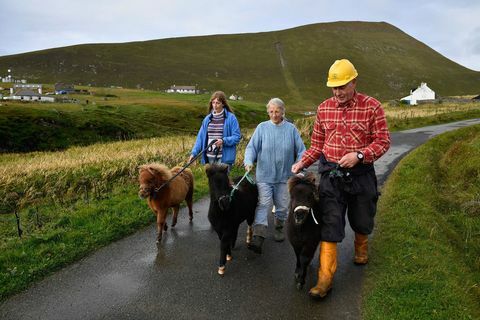 Foula Island Shetland Schottland Pony