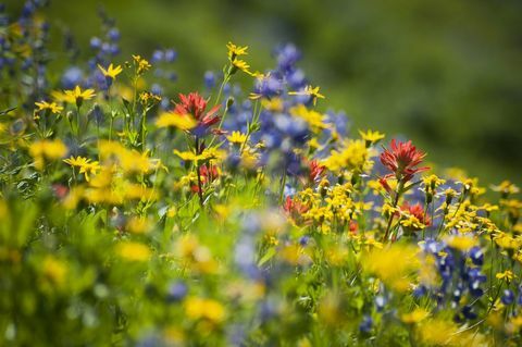 Wildblumen draußen